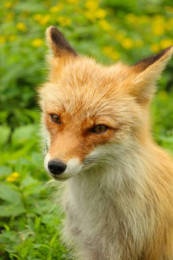 Kırmızı foxfly yeşil çimenlerin üzerinde dinlenme