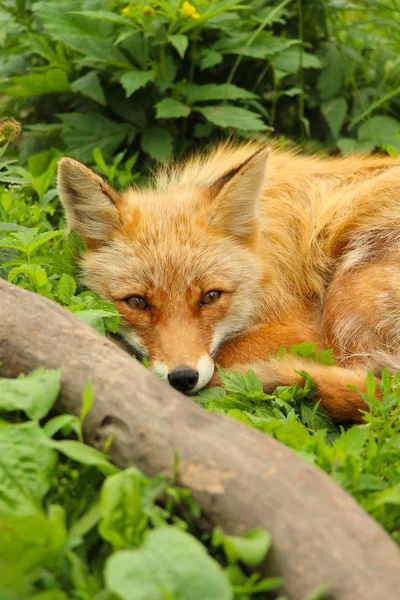 Kırmızı Foxfly Yeşil Çimenlerin Üzerinde Dinlenme — Stok fotoğraf