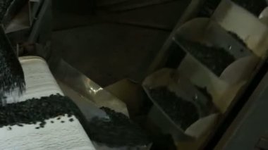 Ayçiçeği tohumu fabrika. Film şeritleri takılı video. Farklı iki tarafın ve farklı boyutlarda işlenmiş.