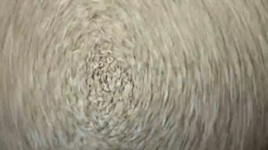 Ayçiçeği çekirdeği çekirdekleri çerçevede döner. Çok soyut ve güzel video.