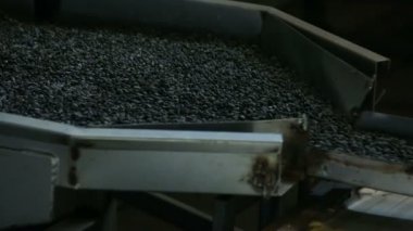 Siyah Ayçiçeği tohumları üretim hattına dökülür. Fabrika.