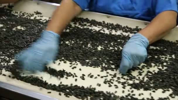 직원은 해바라기 씨앗을 통해 이동 합니다. 씨앗은 생산 라인에서 매우 빠르게 움직이고 있습니다.. — 비디오