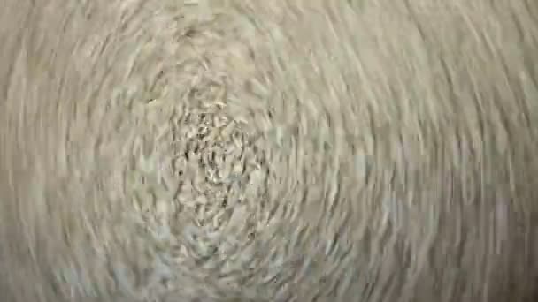 Os grãos de sementes de girassol giram no quadro. Vídeo muito abstrato e bonito . — Vídeo de Stock
