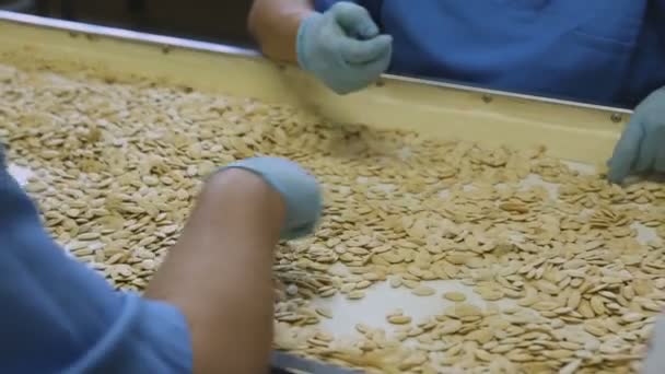 Produkcja z prażonymi pestkami dyni. Pracowników posortowane nasiona słonecznika z brudu i plewy. — Wideo stockowe