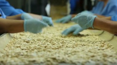 Farklı parçaları monte video. Kabak çekirdeği, el ile bölme satır. Birçok eller eldiven. Yakın çekim, kabak çekirdeği düşmek. Aperatif üretim.