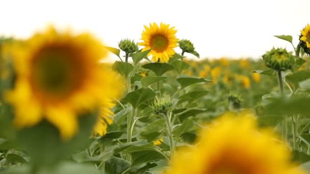 Storyboard avec tournesols. Nombreux plans différents avec defocus, gros plans et bugs .