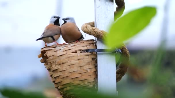 En familj med fåglar sitter i boet, chattar. Från hålet peeps chick. 4 k långsamma Mo — Stockvideo