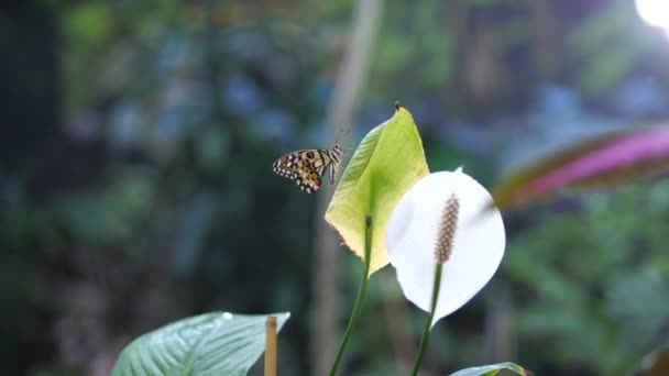 En vacker trädgård, en fjäril sitter på en blomma, en liten flicka kommer upp och luktar färgen. 4 k långsamma Mo — Stockvideo