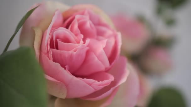 Nahaufnahme. Zarte, rosa Rosen blühen im Garten. 4k langsam mo