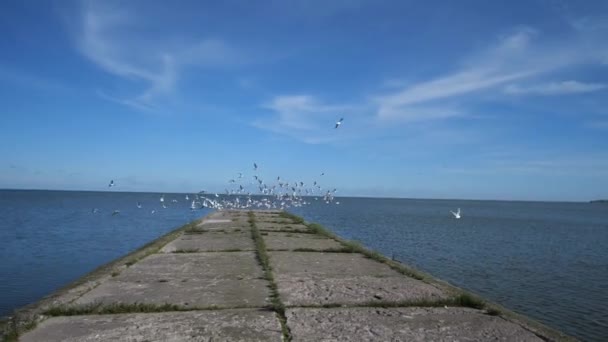 Beautiful blue sea pier, moving forward. Gulls fly to the sides. 4K Slow Mo — Stock Video