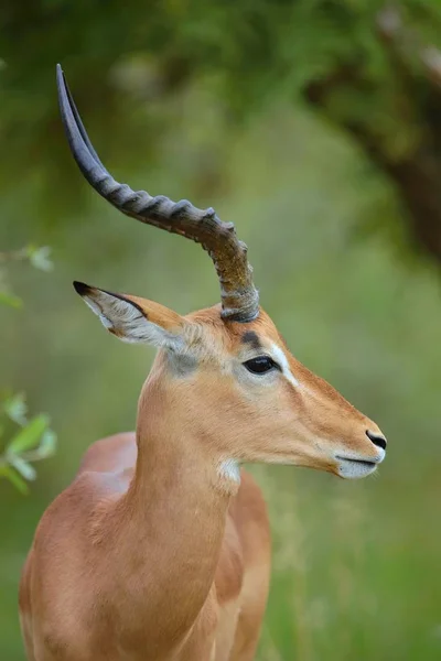 Elegant Portret Gazelle Africa Sud — Fotografie, imagine de stoc