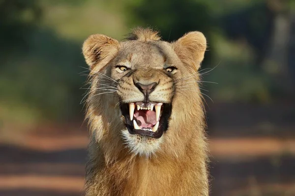 Zbliżenie Lew Ryczy Profil Panthera Leo — Zdjęcie stockowe