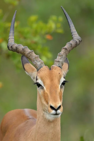 Elegantes Porträt Gazelle Südafrika — Stockfoto