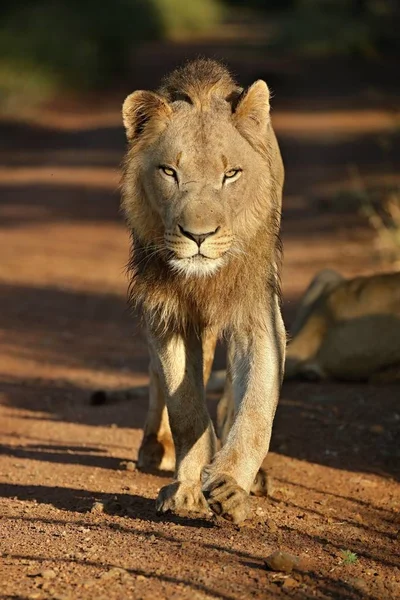 Detail Lev Řvoucí Profil Panthera Leo — Stock fotografie