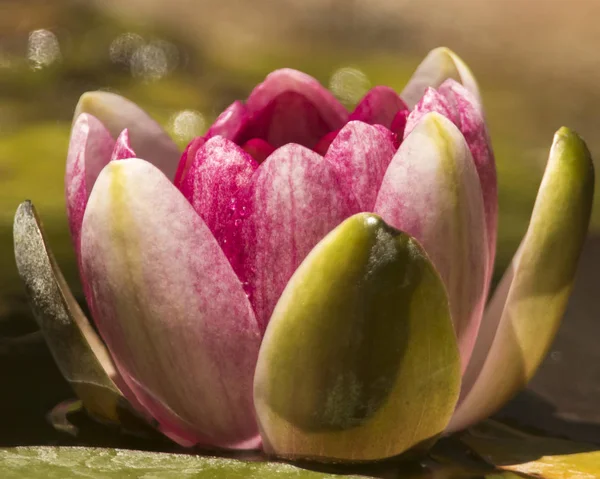 Isolated view of pink and green lilly pad flower floating in a pond in Rodeo, New Mexico