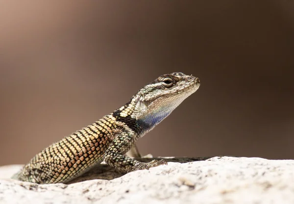 Close-up of Yarrows spiny lizard with distinctive black band.