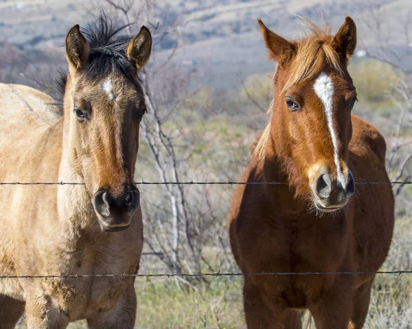 Pair of quarter horses against barbed wire fence