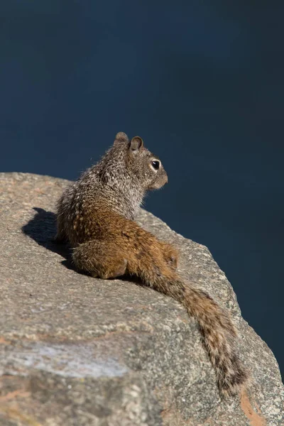 rock squirrel relaxing on rock