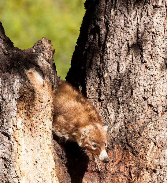 coatimundi climbs tree