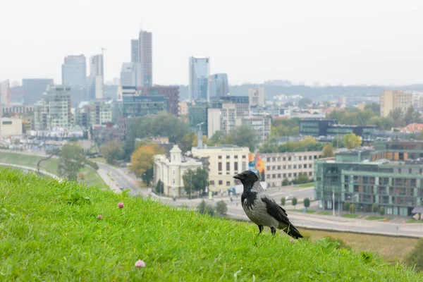 Gray Crows Frequent Visitors European Cities — Stock Photo, Image