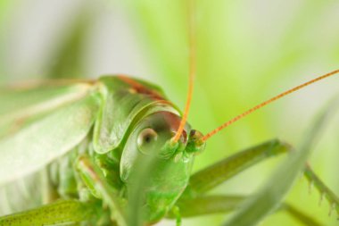 büyük yeşil çekirge yeşil çim gizleme