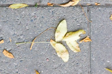 Sonbahar sarı yaprak yere düştü