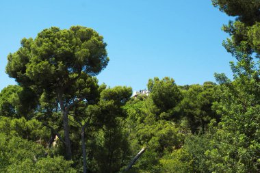 Yaz Parkta yürümek yeşil ağaçların sarılmış