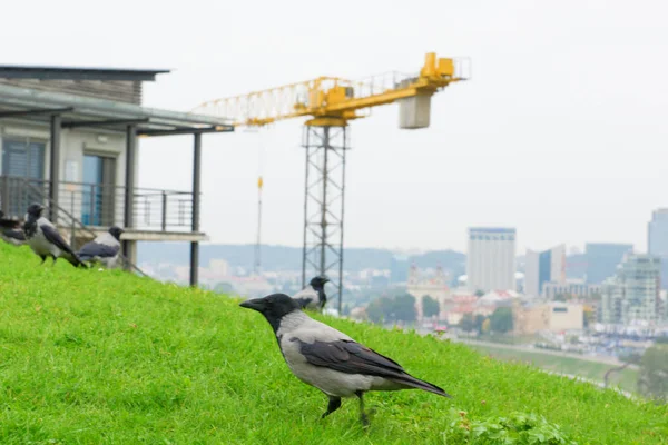 Corvi Grigi Visitatori Frequenti Nelle Città Europee — Foto Stock