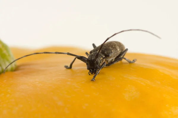 Escarabajo Negro Grande Con Bigote Largo Ácaros — Foto de Stock