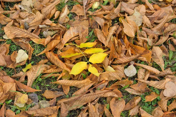 Κίτρινο Φθινόπωρο Φύλλωμα Στο Πάρκο Ένα Σημάδι Από Ερχόμενο Φθινόπωρο — Φωτογραφία Αρχείου