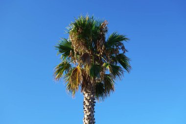mavi gökyüzüne karşı palmiye yaprakları