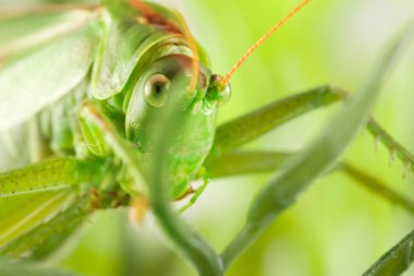 büyük yeşil çekirge yeşil çim gizleme