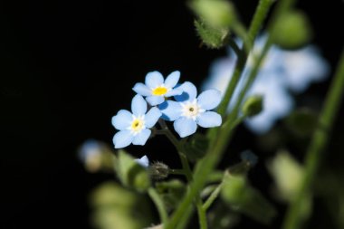küçük vahşi çiçekler sonsuz yeşil zemin üzerine