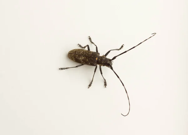 Kumbang hitam besar — Stok Foto