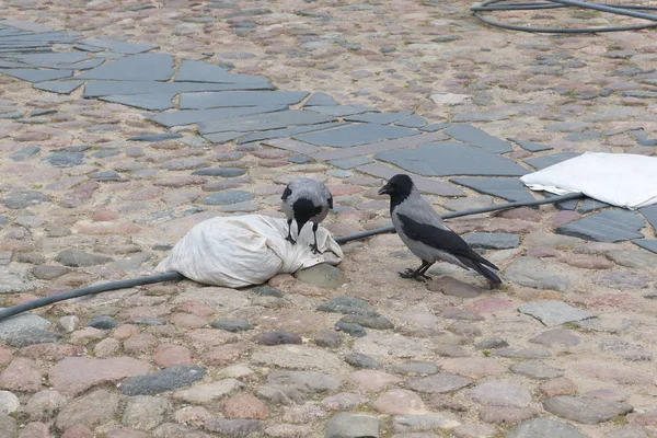 Corvos na cidade — Fotografia de Stock