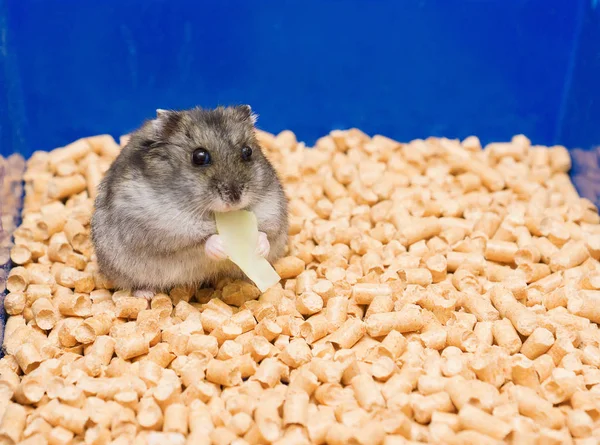 Hamster yiyor — Stok fotoğraf