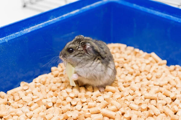 Pequeño hámster come — Foto de Stock