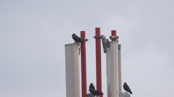 几个黑乌鸦坐在卫星天线上进行移动通信 — 图库视频影像