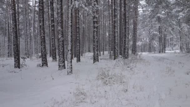 Winter Fällt Schnee Zwischen Den Bäumen — Stockvideo