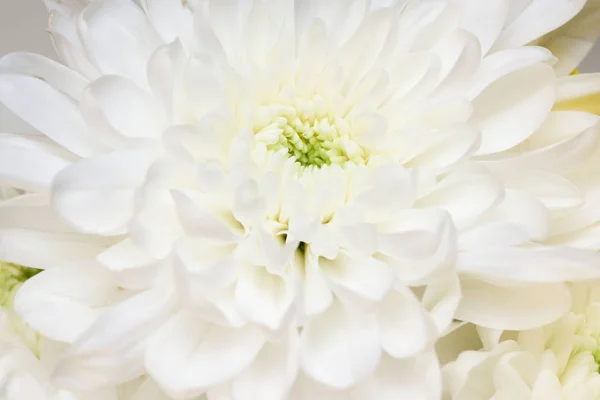 Frühling großer Strauß gelber und weißer Blumen — Stockfoto