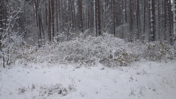 Vintern Faller Skogs Snön Bland Träden — Stockvideo