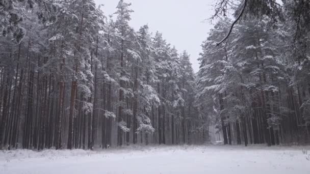 Zimie Las Śnieg Spada Wśród Drzew — Wideo stockowe
