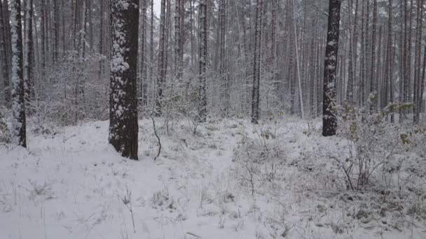 Floresta Inverno Neve Cai Entre Árvores — Vídeo de Stock