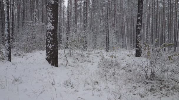 Vintern Faller Skogs Snön Bland Träden — Stockvideo