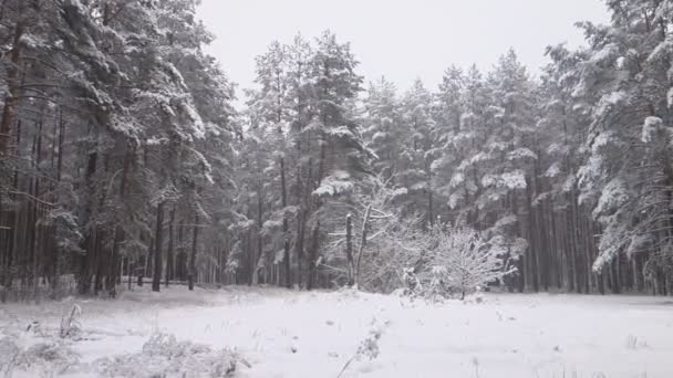 Inverno Neve Della Foresta Cade Tra Gli Alberi — Video Stock