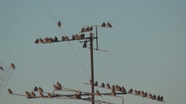 kabloların üzerinde oturan donmuş kuşların çok