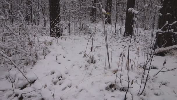 Invierno Cae Nieve Entre Los Árboles — Vídeos de Stock