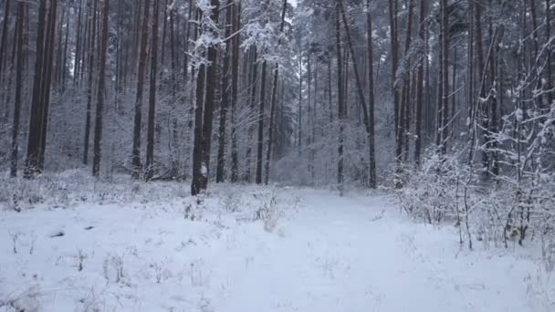 Inverno Neve Della Foresta Cade Tra Gli Alberi — Video Stock