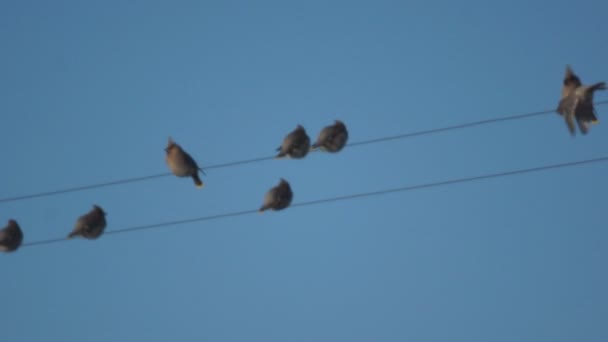 Lot Frozen Birds Sitting Wires — Stock Video