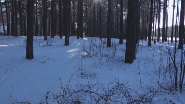 Камера Смотрит Стволы Деревьев Встречает Солнце — стоковое видео